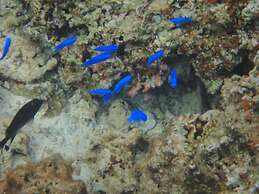 Sea Blue