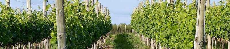 Finca Piedra