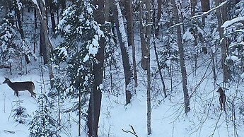 8 Acre Wood