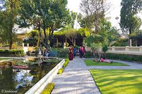 Cherry Garden