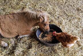 Montana Hill Guest Ranch