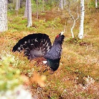 Stor-Elvdal Hotell