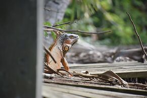 Bamboleo Inn Belize