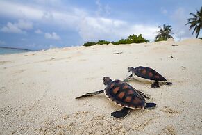 Tropic Tree Hotel Maldives