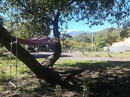 Viola nel Parco