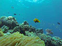 Acqua Blu Rasdhoo