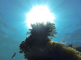 Acqua Blu Rasdhoo