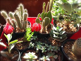 Pranberry Earth