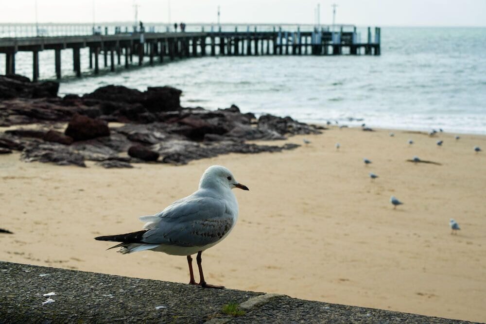 Phillip Island Towers