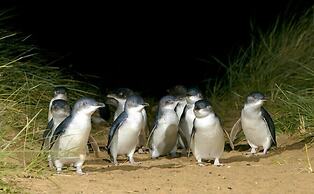 Phillip Island Towers