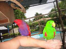 Parrot Resort Moalboal