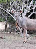 Kruger Riverside Lodge