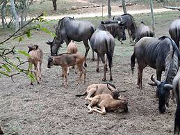 Kruger Riverside Lodge