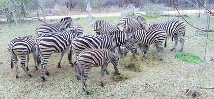Kruger Riverside Lodge