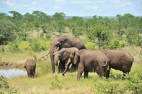 The Elephant Camp