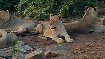Muweti Bush Lodge