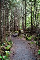 Handsome Dan's Port Renfrew