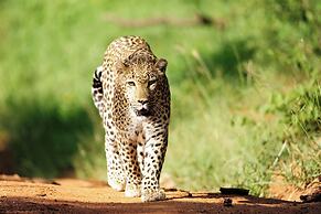 Karongwe - Becks Safari Lodge