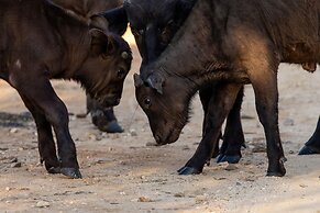 Karongwe - Becks Safari Lodge