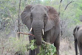 Karongwe - Becks Safari Lodge