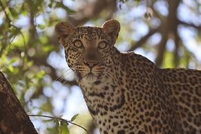 Karongwe - Becks Safari Lodge
