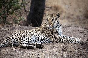 Karongwe - Becks Safari Lodge