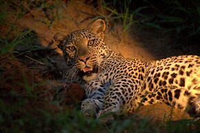 Karongwe - Becks Safari Lodge