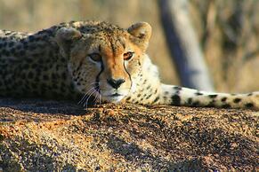 Karongwe - Becks Safari Lodge