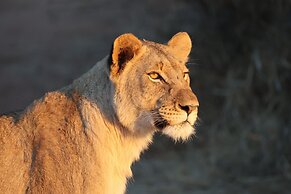 Karongwe - Becks Safari Lodge