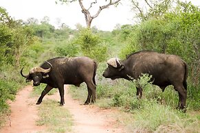 Karongwe - Becks Safari Lodge