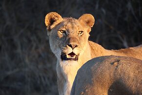 Karongwe - Becks Safari Lodge