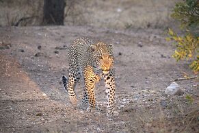 Karongwe - Becks Safari Lodge
