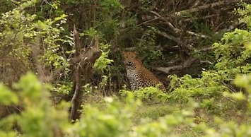kenuson Yala