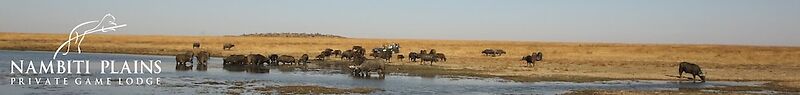Nambiti Plains Private Game Lodge