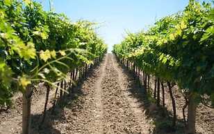 Angelucci Agriturismo con Camere e Agri Camping