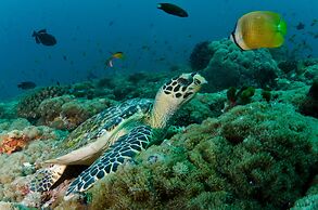 Scuba Inn