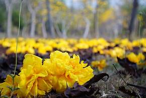 Suan Phueng Pa Wai Resort