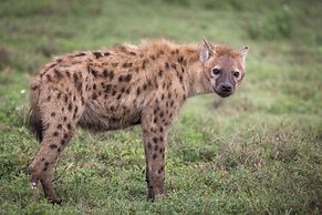Mawe Luxury Tented Camp