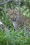 Leopard Tree Lodge