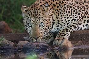 Antares Bush Camp & Safaris - Hostel