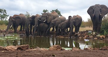 Antares Bush Camp & Safaris - Hostel