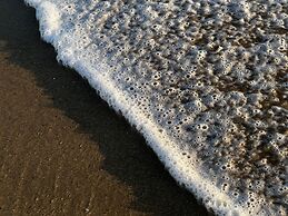 Agave del Mar