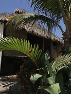 Agave del Mar