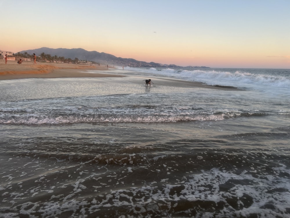 Agave del Mar