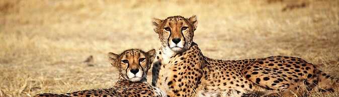 Cheetah View
