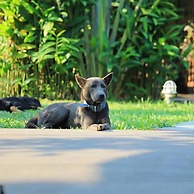 An Villa Hoi An