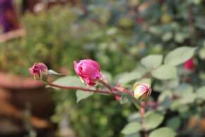 Sapa Garden Hotel