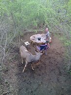 Lion Tree Bush Lodge