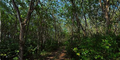 Cinnamon Trails