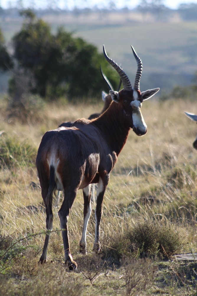 Premier Resort Mpongo Private Game Reserve